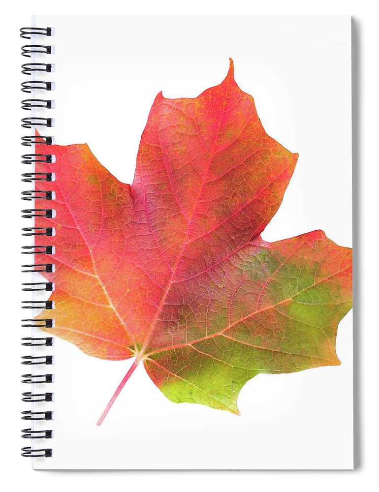 Maple Leaf Spiral Notebook featuring the photograph Multicolored Maple Leaf by Jim Hughes