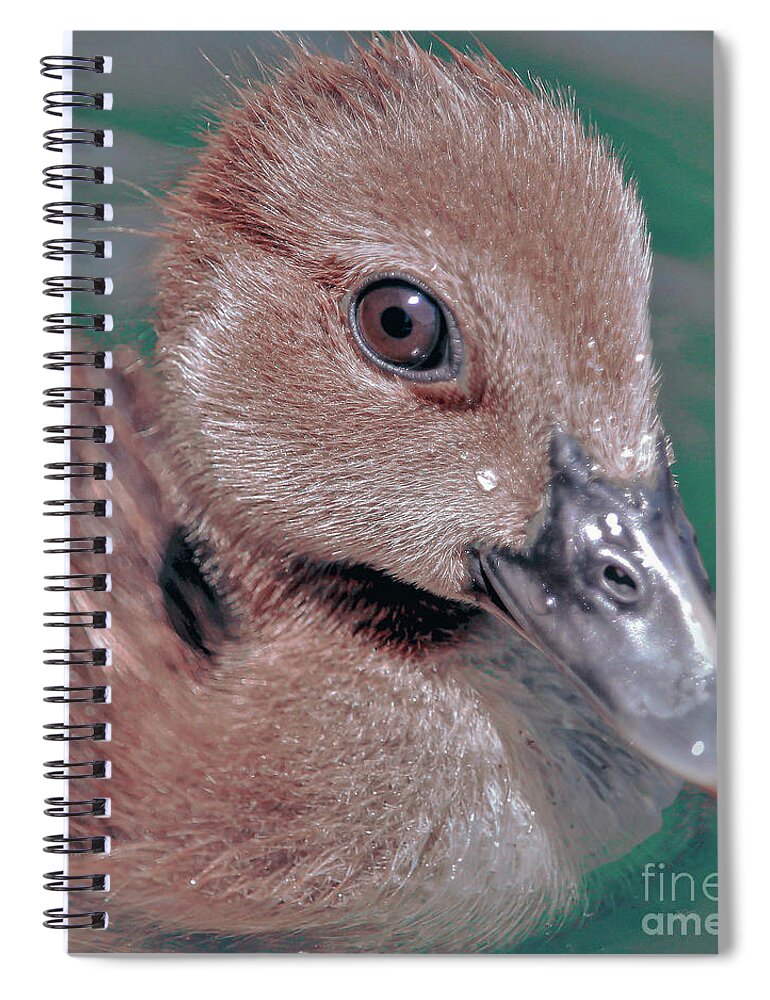 Duckling Spiral Notebook featuring the photograph Muscovy Duckling by Joanne Carey