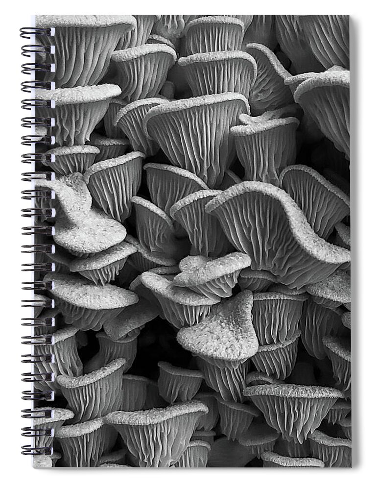 Mountain Spiral Notebook featuring the photograph Mushroom Layers by Go and Flow Photos