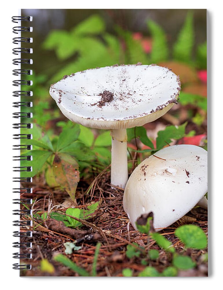 Mushroom Spiral Notebook featuring the photograph Mushrooms in the Forest by Amelia Pearn