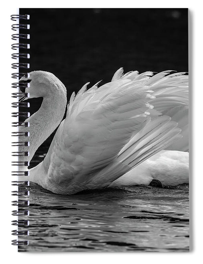 Horizontal No People Outdoors Beauty In Nature Day Nature Mute Swan Animal Behavior Animal Wing Animals In The Wild One Animal White Bird Feather Fresh Water Bird Lake Side View Swan Swimming Water Bird Wildlife Cygnus Olor Sooke Vancouver Island British Columbia Canada Focus On Foreground Reflection Zoology Black And White Spiral Notebook featuring the photograph Mute swan Cygnus olor, displaying plumage in lake, Sooke, Vancouver Island, British Columbia, Canad by Panoramic Images