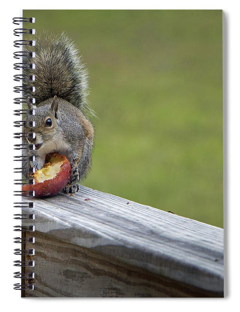 Squirrel Spiral Notebook featuring the photograph My Apple by M Kathleen Warren