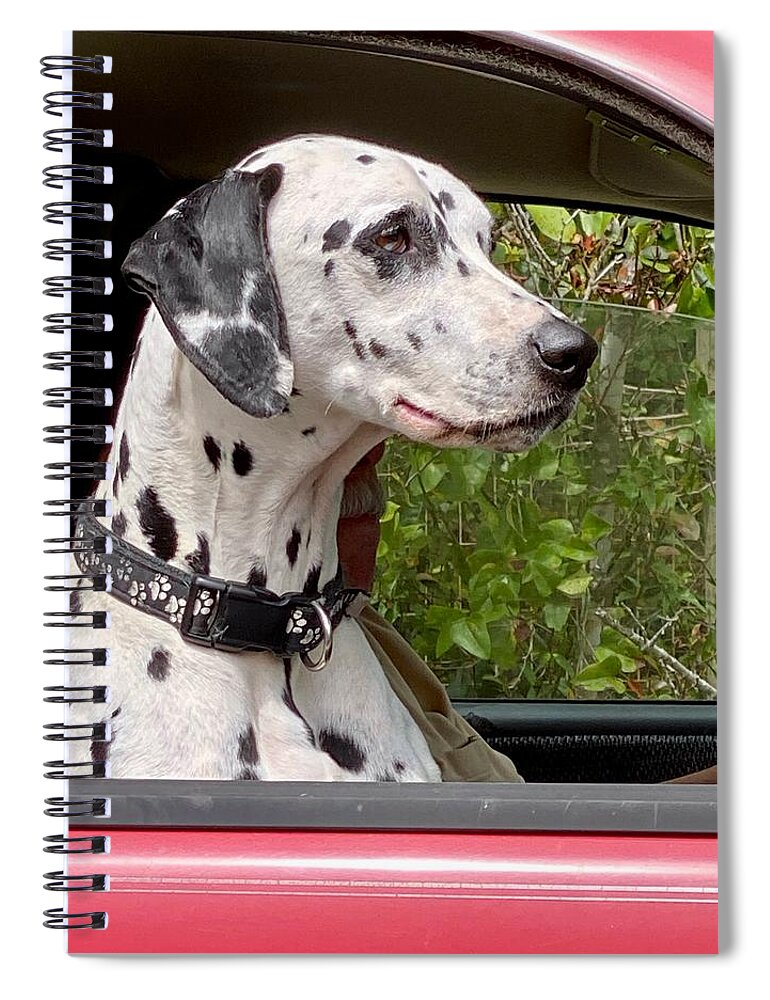 Dalmatian Spiral Notebook featuring the photograph My Fire Dog by Forrest Fortier