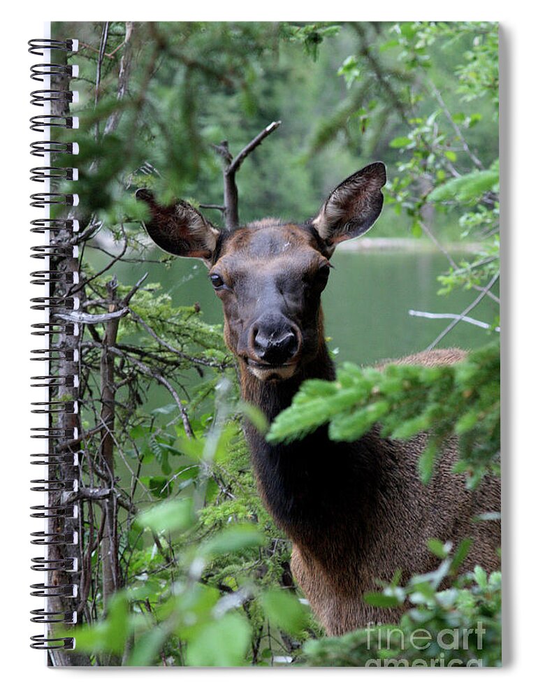 Canada Spiral Notebook featuring the photograph My My My by Mary Mikawoz