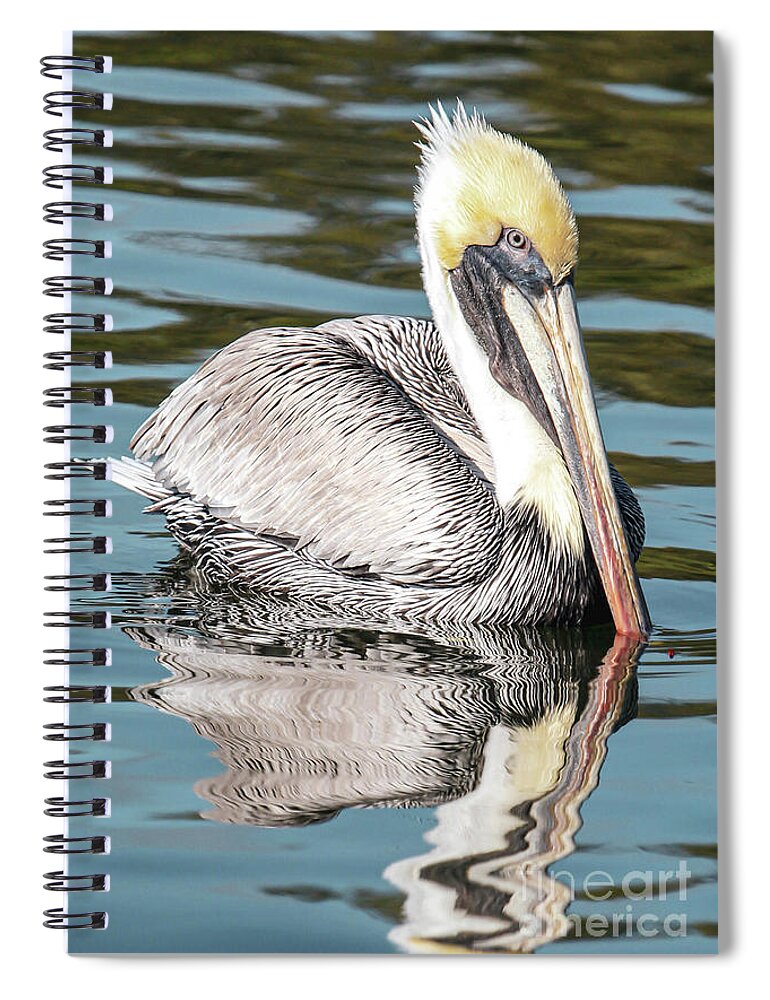 Pelican Spiral Notebook featuring the photograph My Reflection by Joanne Carey