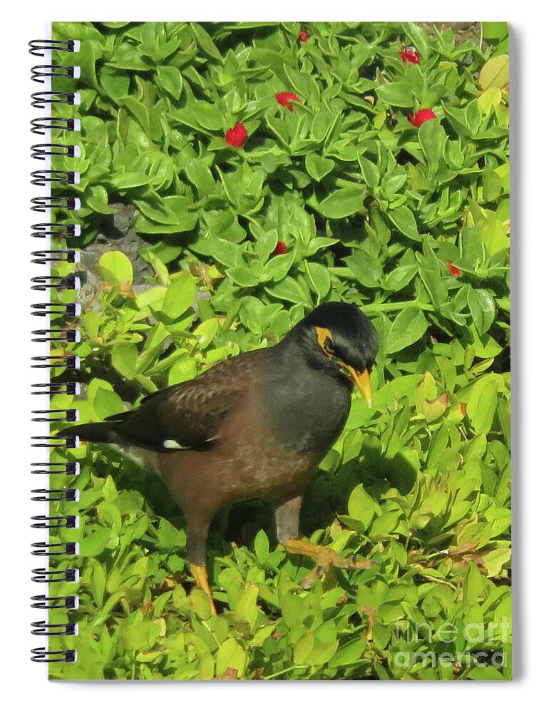 Myna Spiral Notebook featuring the photograph Mynah Bird by Cindy Murphy