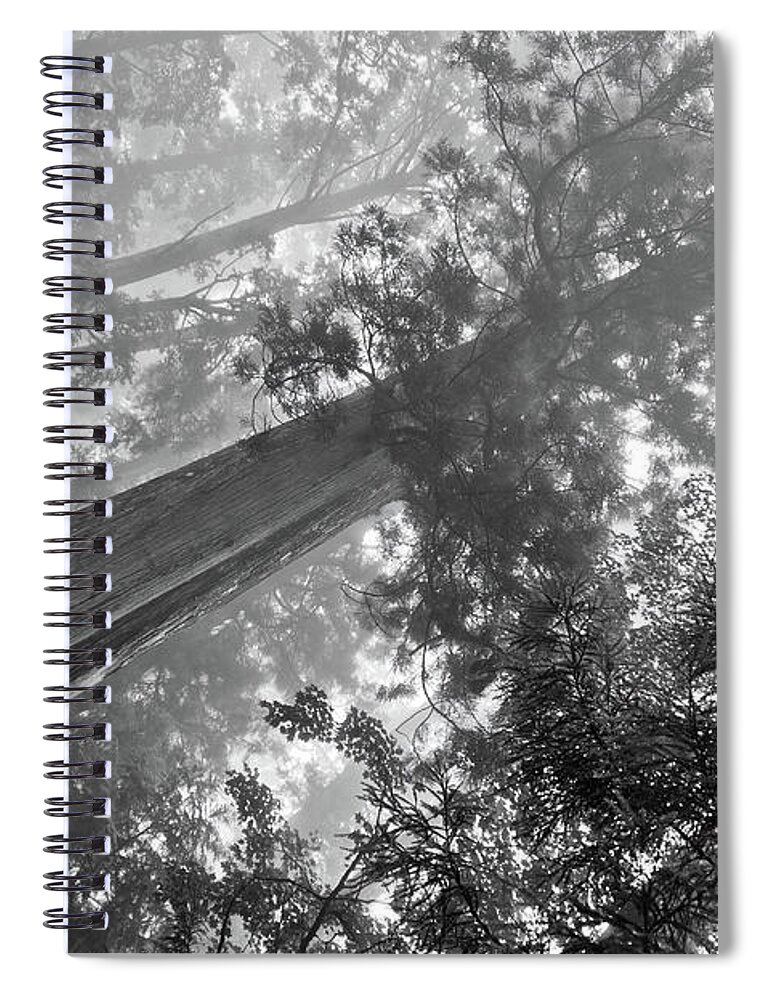 Japan Spiral Notebook featuring the photograph Mysterious forest, Nikko. Japan by Lie Yim