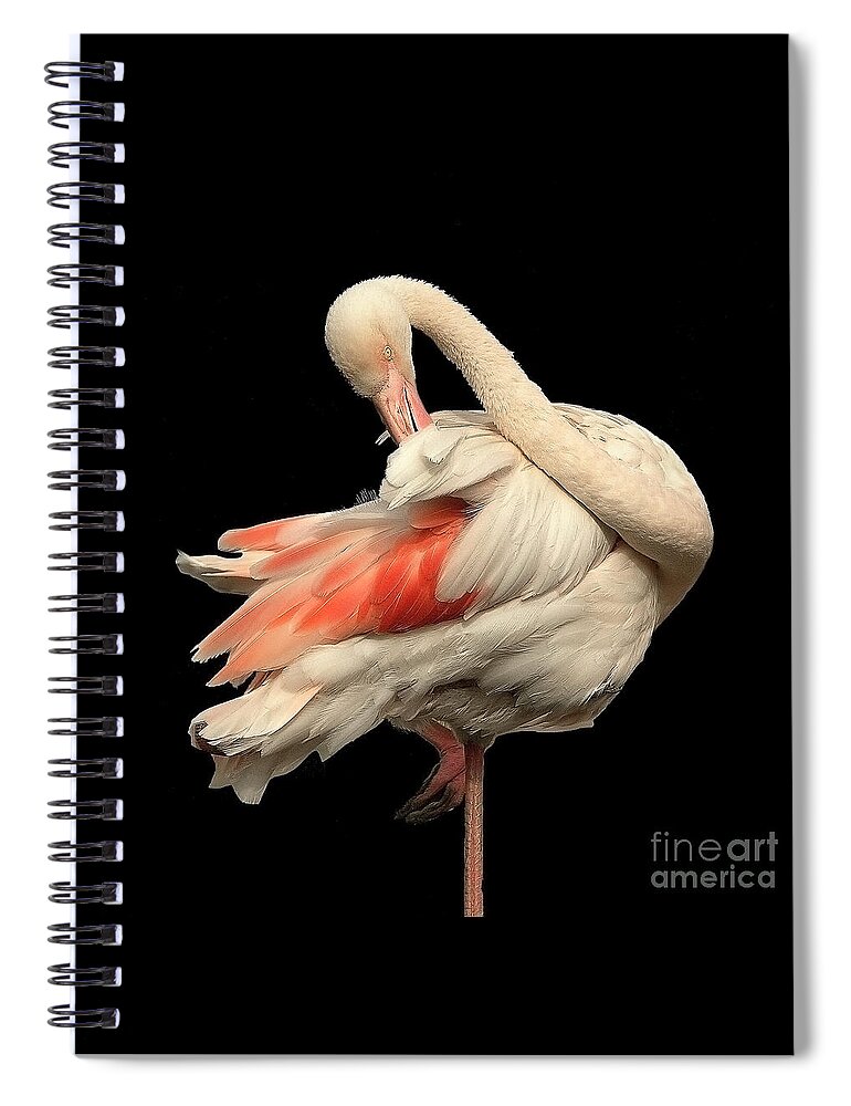 Flamingo Posing Ballerina Gentle Delicate Red Black Flexible Long Neck Curved White Pink Animal Big Elegant Elegance Single Alone Beauty Handsome Expressionistic Figure Character Expressive Charming Aesthetic Singular Shaped Modelling Posture Bird Natural History Powerful Beautiful Attractive Creative Stylish Striking Amazing Solo Fantastic Fabulous Proud Flexible Beak Vivid Contrast Sentimental Solitary Lonely Lonesome Loner Style Shy Hidden Feathers Standing One Leg Pretty Delightful Shy Wing Spiral Notebook featuring the photograph Beautiful Flamingo Posing On One Leg Like A Ballerina On Effective Black Background by Tatiana Bogracheva