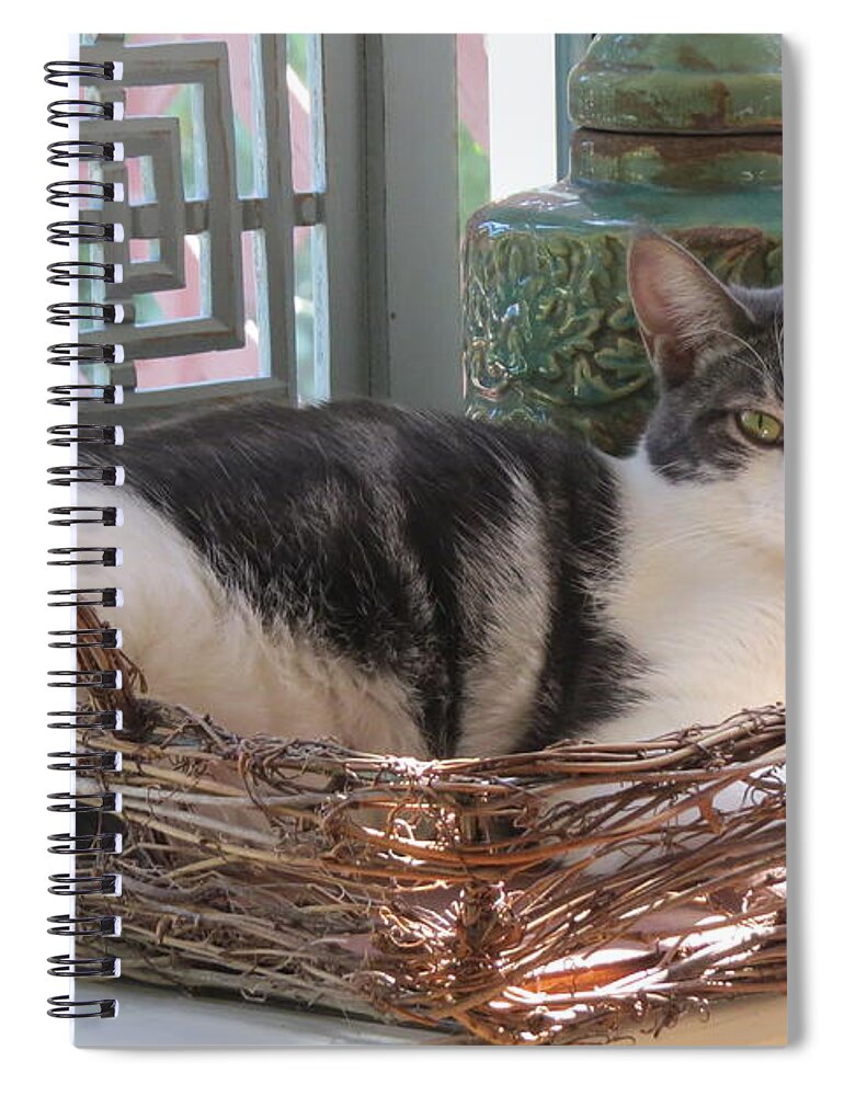 Nala Is Our Resident Swami Supervisor Who Surveys All Of Our Actions ! She Is A Sweetly Dispositioned Lady Who Enjoys Chasing Bird Toys On A String Who She Gathers In And Then Joyfully Rolls Around With Them! She Is Great Company For Her Step Sister Maddie Who Rules The Rooost! Spiral Notebook featuring the photograph Nala by Doug Norkum