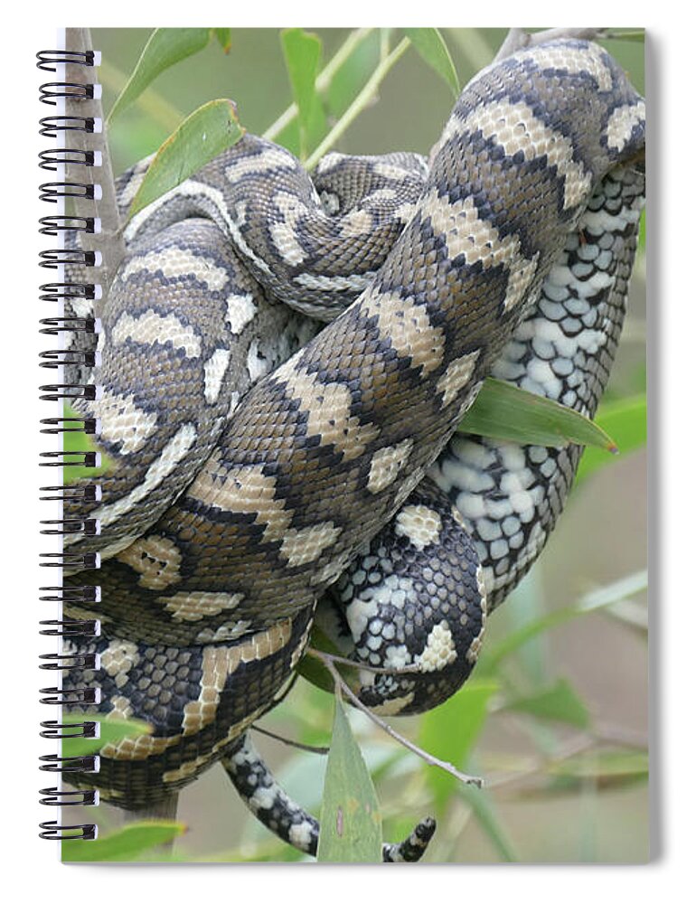 Carpet Python Spiral Notebook featuring the photograph Nap Or Ambush by Maryse Jansen