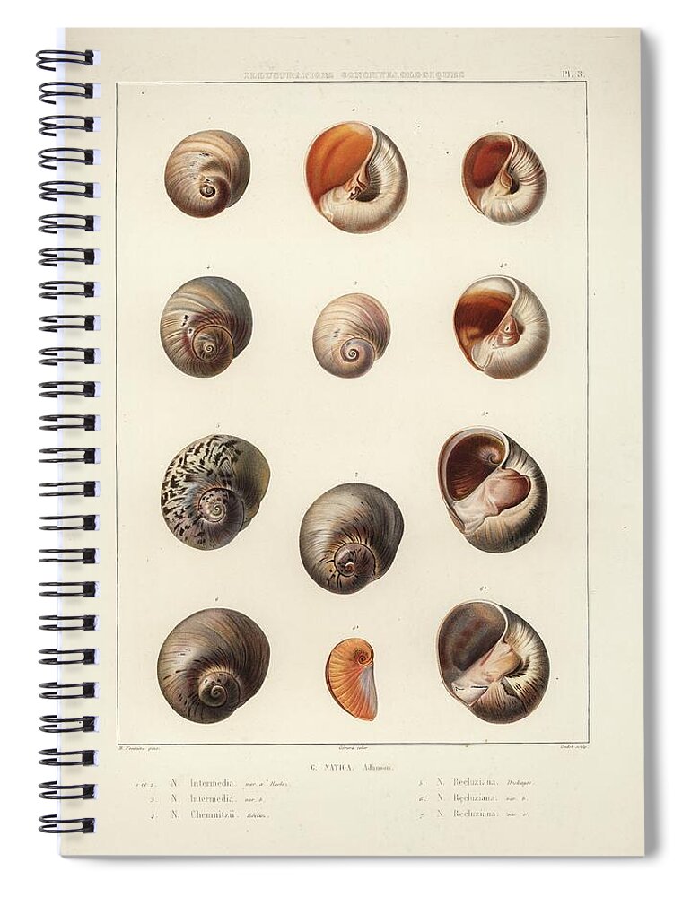 Mollusks Spiral Notebook featuring the drawing Natica by M Fontaine