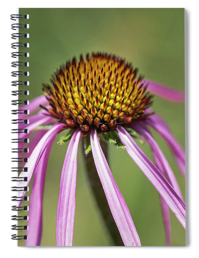 Flowers Spiral Notebook featuring the photograph Native Coneflower by Ray Silva