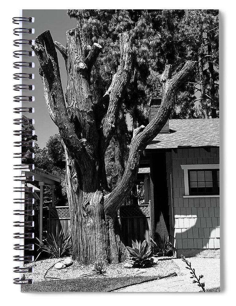Tree Spiral Notebook featuring the photograph Nature's Sculpture by Calvin Boyer