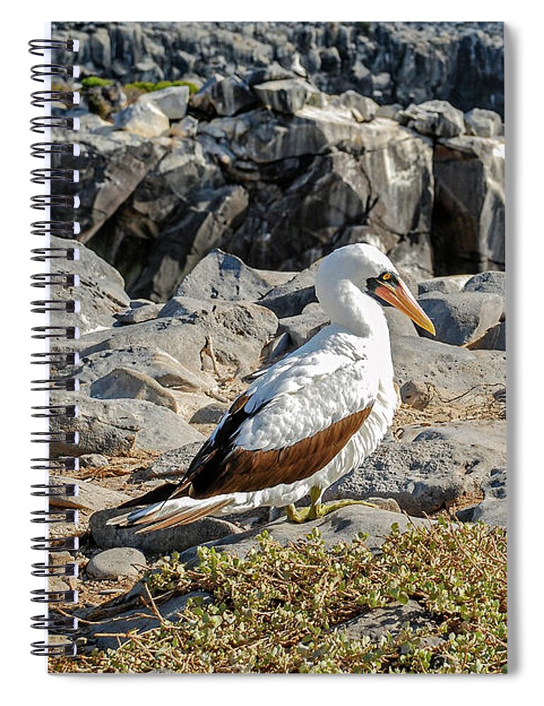 Animals In The Wild Spiral Notebook featuring the photograph Nazca Booby sitting on the rocks of Espanola island by Henri Leduc