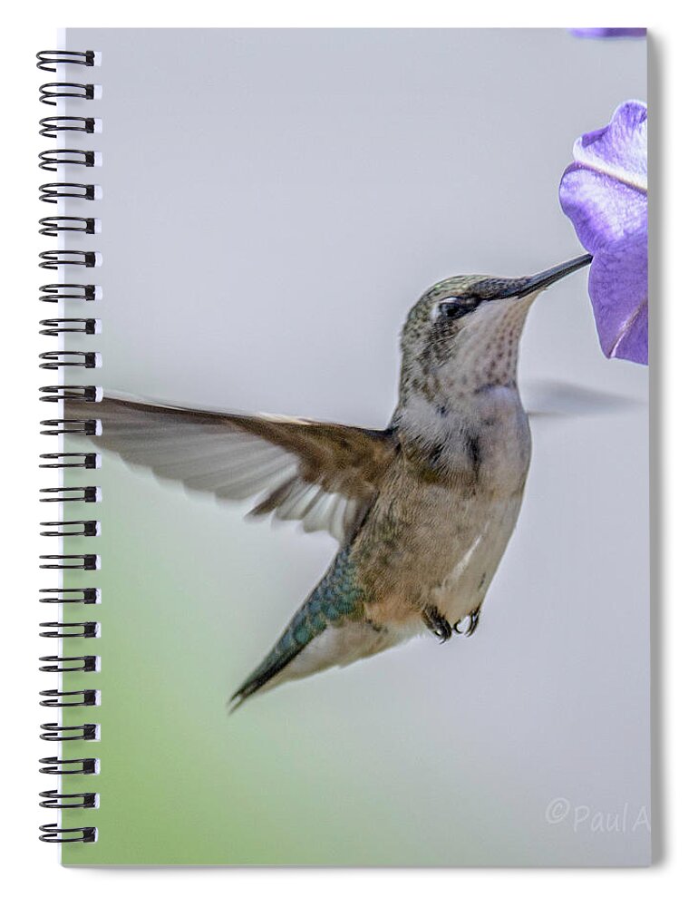 Bird Spiral Notebook featuring the photograph Nectar Time by Paul Vitko
