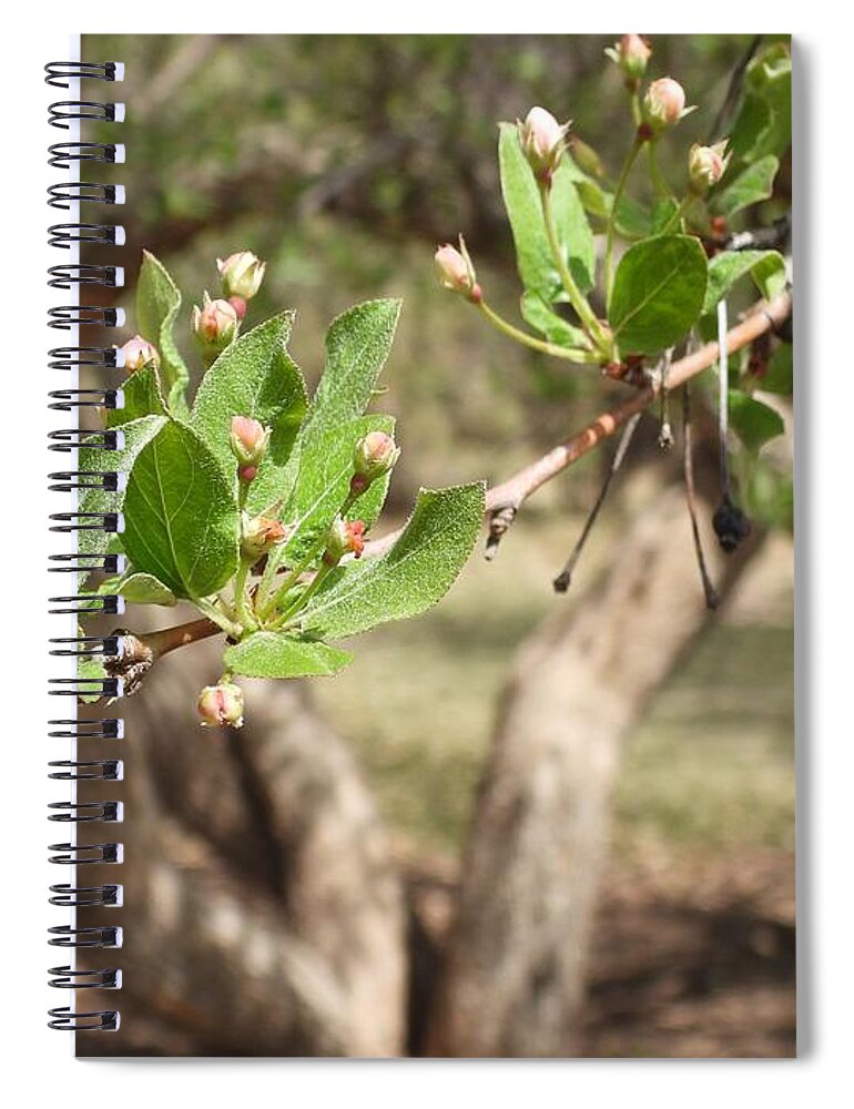 Blossoms Spiral Notebook featuring the photograph New Blossoms by Amanda R Wright