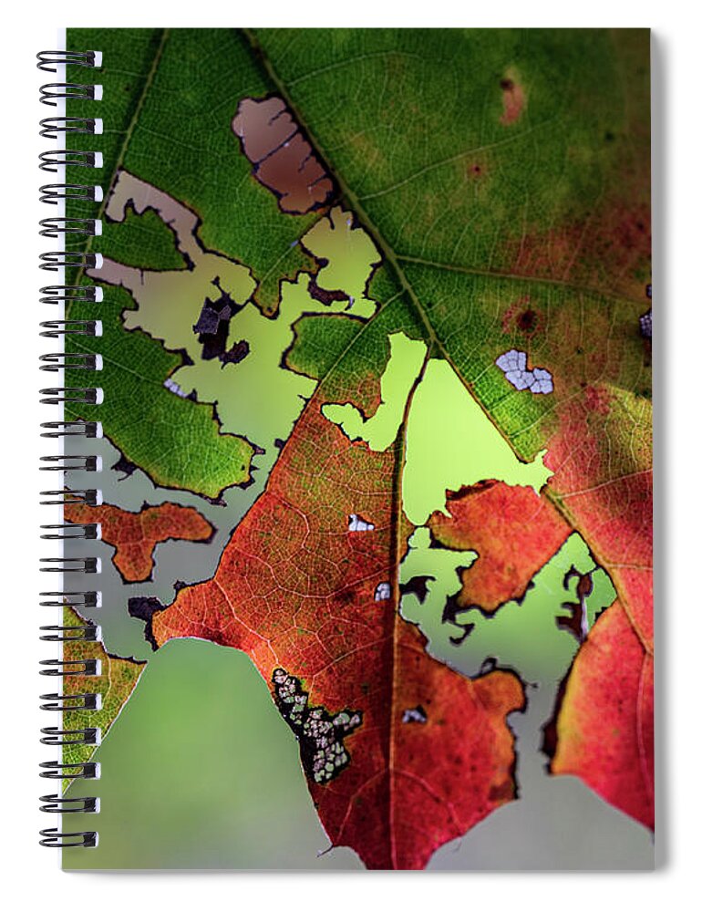 Trees Spiral Notebook featuring the photograph New York Fall Colors 2020 by Amelia Pearn