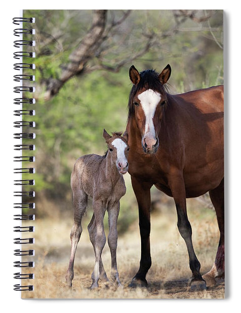 Cute Foal Spiral Notebook featuring the photograph Newborn by Shannon Hastings