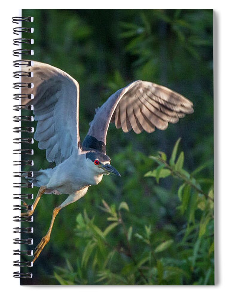 Heron Spiral Notebook featuring the photograph Night Heron Flight by Tom Claud