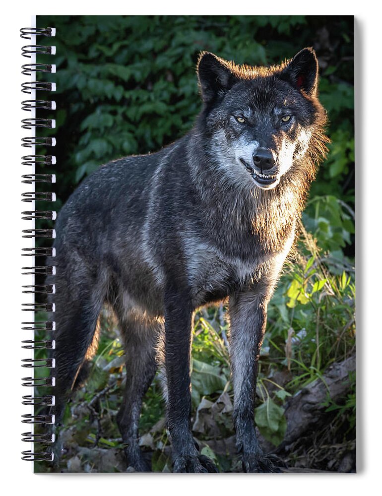Wolf Spiral Notebook featuring the photograph Niko Snarl by Laura Hedien