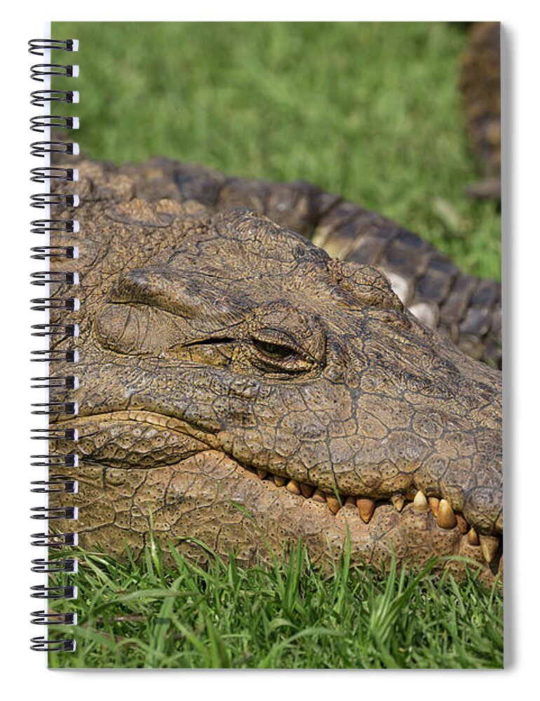 Nile Crocodile Spiral Notebook featuring the photograph Nile Crocodile by Eva Lechner