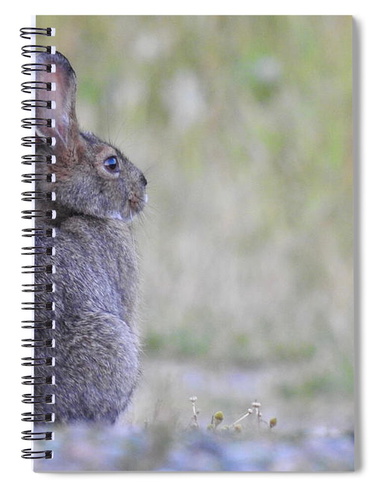 Rabbit Spiral Notebook featuring the photograph Nipped by frost by Nicola Finch