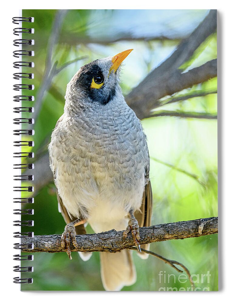 Bird Spiral Notebook featuring the photograph Noisy Miner 05 by Werner Padarin