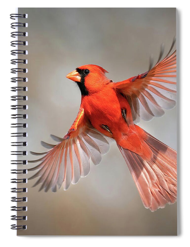 Cardinals Spiral Notebook featuring the photograph Northern Cardinal Beauty by Judi Dressler