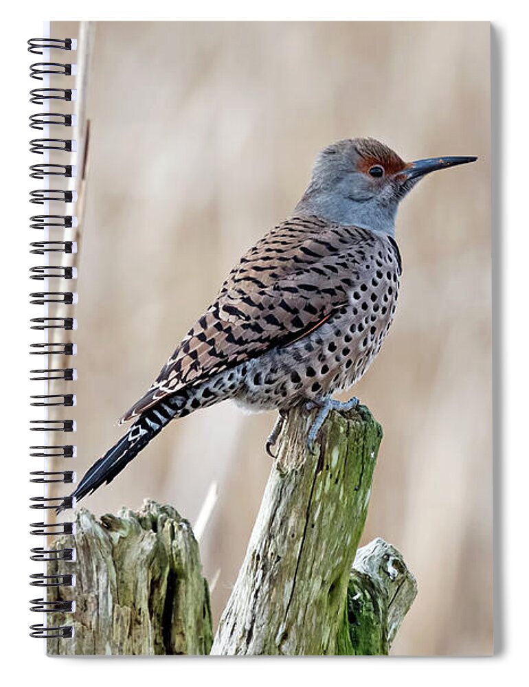 Northern Flicker Spiral Notebook featuring the photograph Northern Flicker by Terry Dadswell