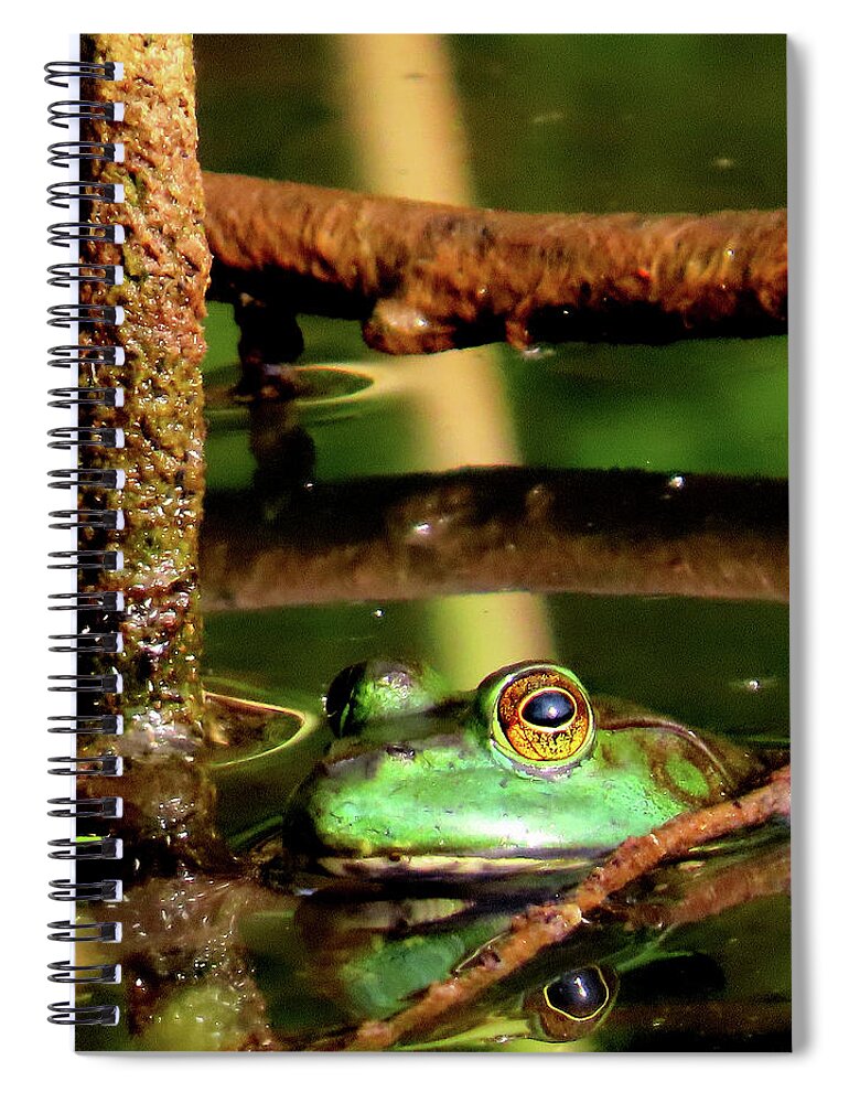 Amphibians Spiral Notebook featuring the photograph Northern Green Frog by Linda Stern