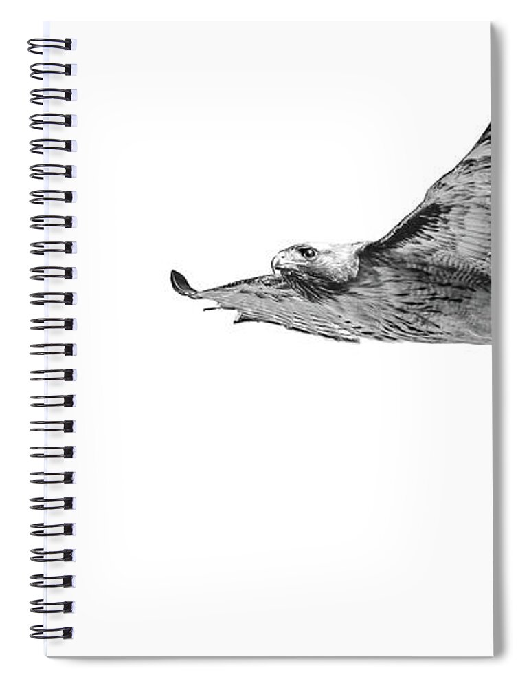 Bird Of Prey Spiral Notebook featuring the photograph Northern Harrier hawk in mid flight. by Mike Fusaro