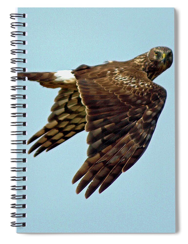 Animal Spiral Notebook featuring the photograph Northern Harrier, Looking at You by DADPhotography