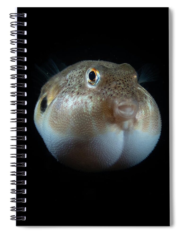 Fish Spiral Notebook featuring the photograph Northern Puffer by Brian Weber