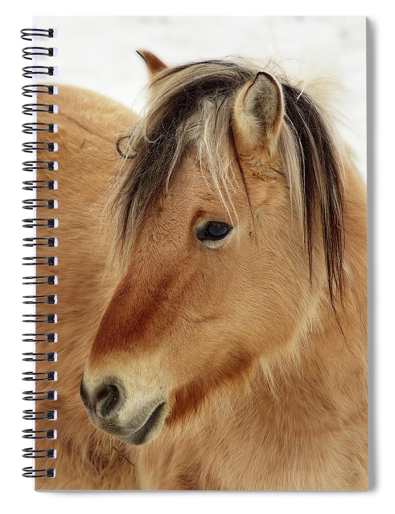 Norwegian Fjord Horse Spiral Notebook featuring the photograph Norwegian Fjord Horse Colt - in ND winter scene by Peter Herman