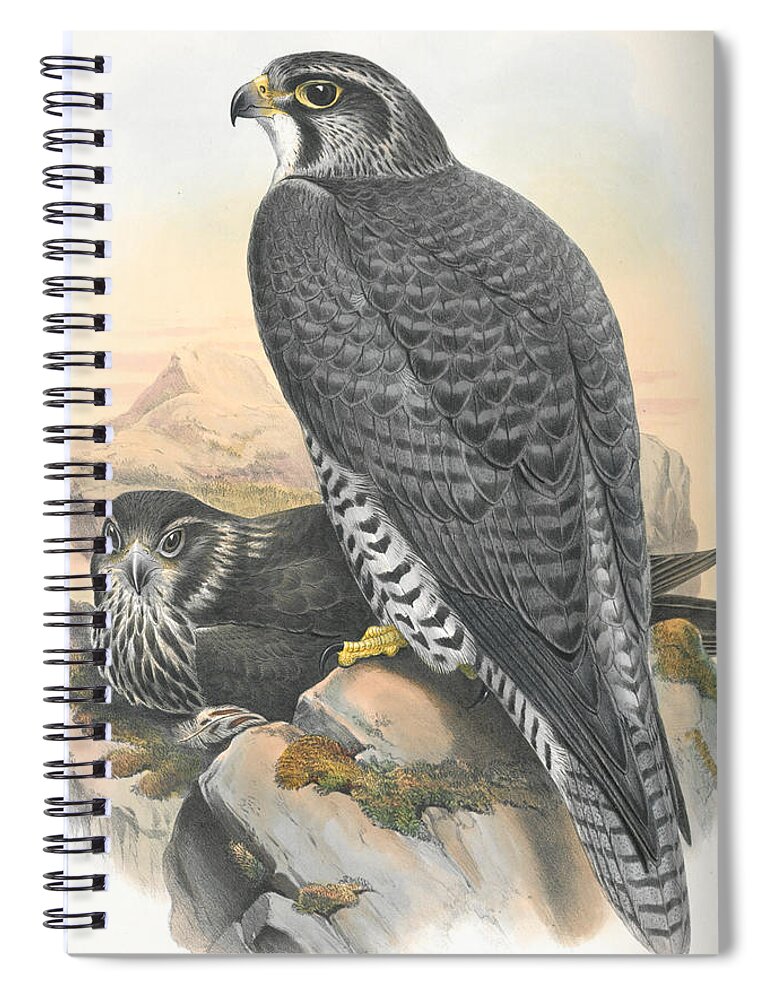 Norwegian Gyrfalcon Spiral Notebook featuring the drawing Norwegian Gyrfalcon. John Gould by World Art Collective