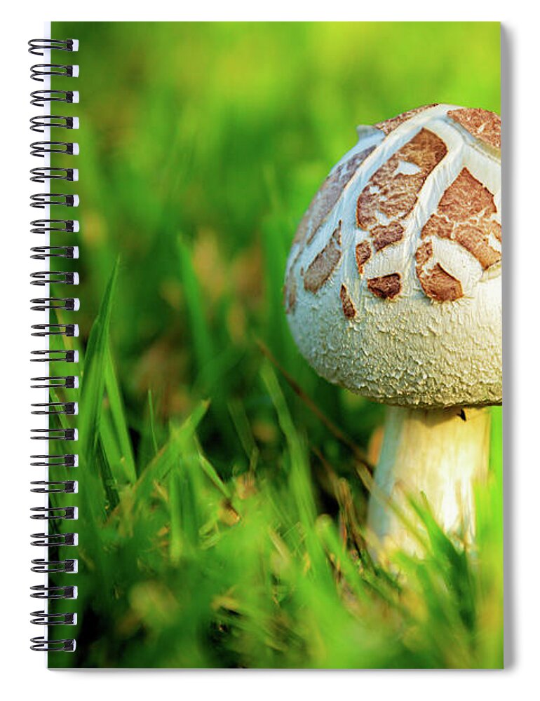 Mushroom Spiral Notebook featuring the photograph Not A Full Bloom Mushroom by James Eddy