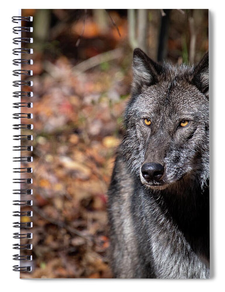 Black Phase Timber Wolf Spiral Notebook featuring the photograph Not Amused by Rose Guinther