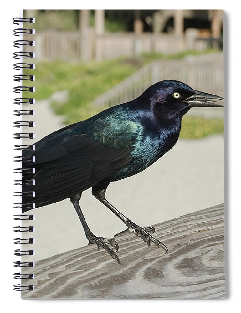 Bird Spiral Notebook featuring the photograph Nothing Special by John Kirkland