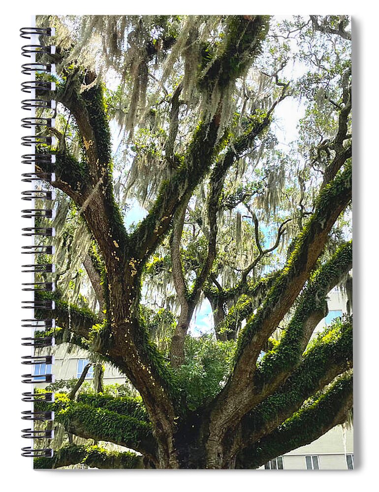 Tree Spiral Notebook featuring the photograph Oak With Spanish Moss by Lee Darnell