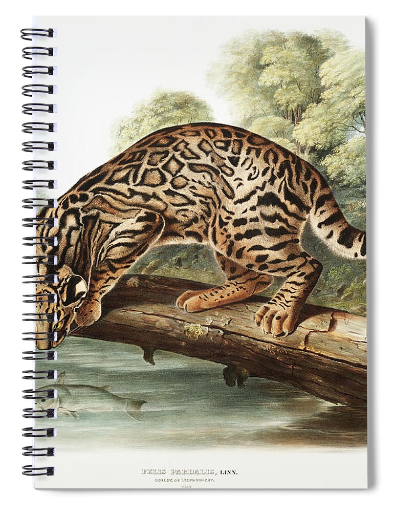 America Spiral Notebook featuring the mixed media Ocelot. John Woodhouse Audubon Illustration by World Art Collective