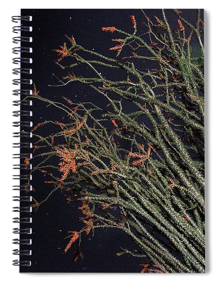 Joshua Tree National Park Spiral Notebook featuring the photograph Ocotillo and Stars by Joseph Philipson