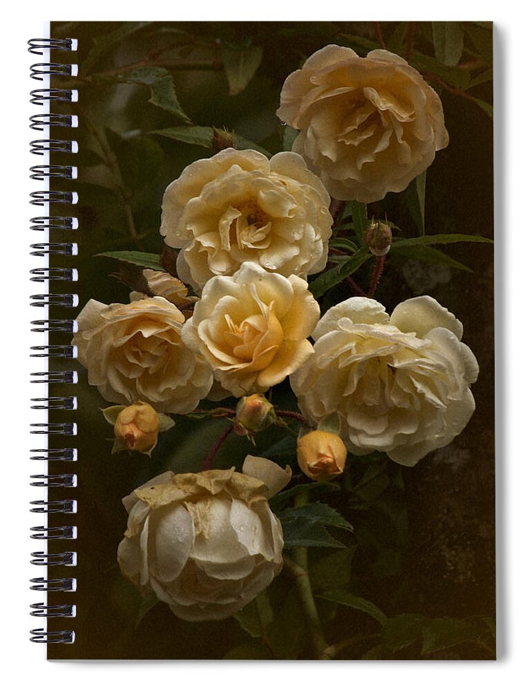 Roses Spiral Notebook featuring the photograph October 2020 Roses by Richard Cummings