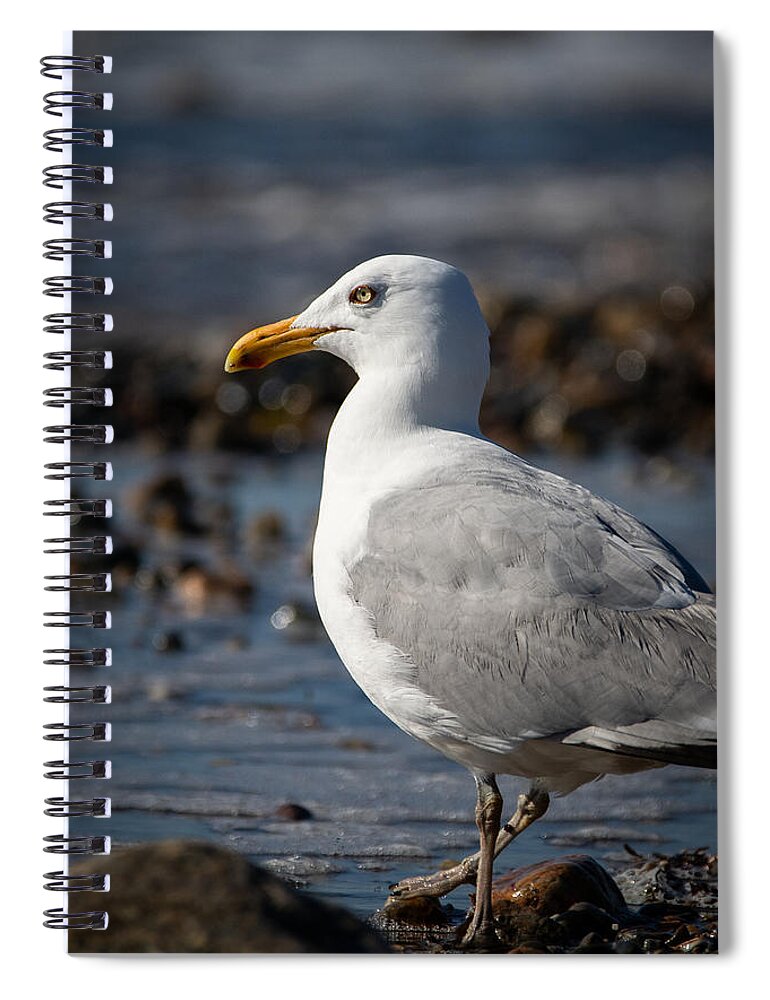 Gull Spiral Notebook featuring the photograph Off-season Gull by Linda Bonaccorsi