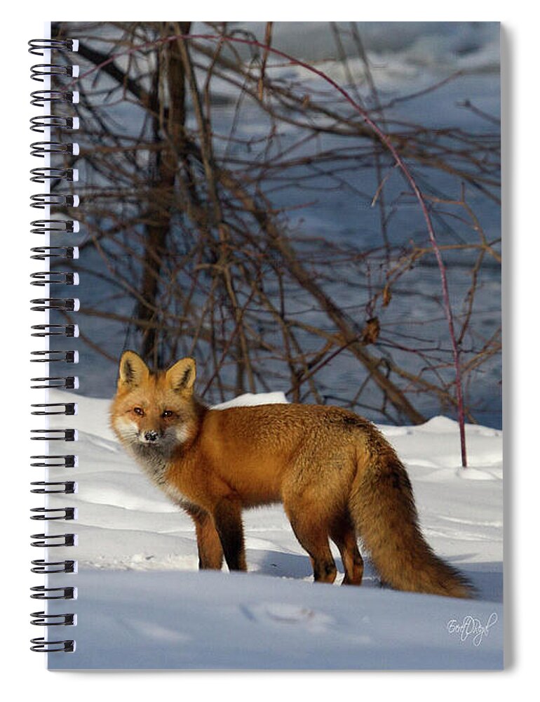 Red Fox Spiral Notebook featuring the photograph Office View by Everet Regal