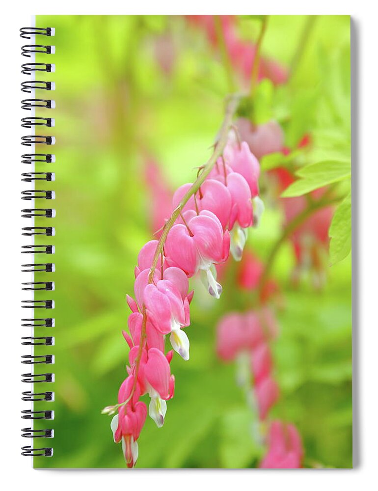 Plant Spiral Notebook featuring the photograph Oh My Bleeding Heart by Lens Art Photography By Larry Trager