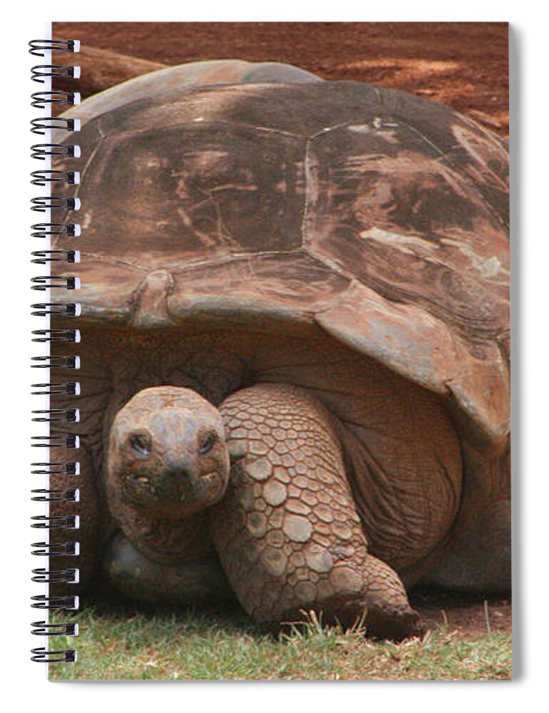 Tortoise Spiral Notebook featuring the photograph Old Timers by Mary Mikawoz