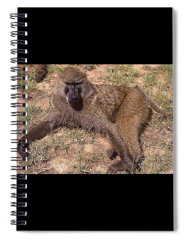 Africa Spiral Notebook featuring the photograph Olive Baboon Relaxing in the Sun by Russel Considine