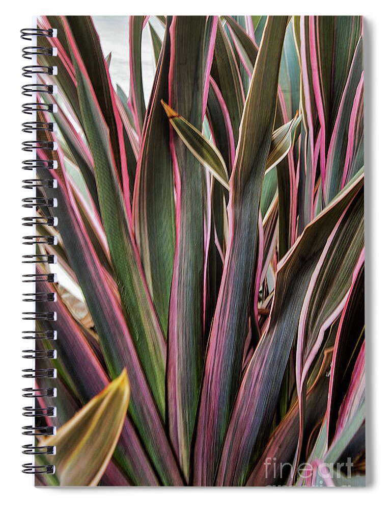 Olivera Spiral Notebook featuring the photograph Olivera by Mae Wertz
