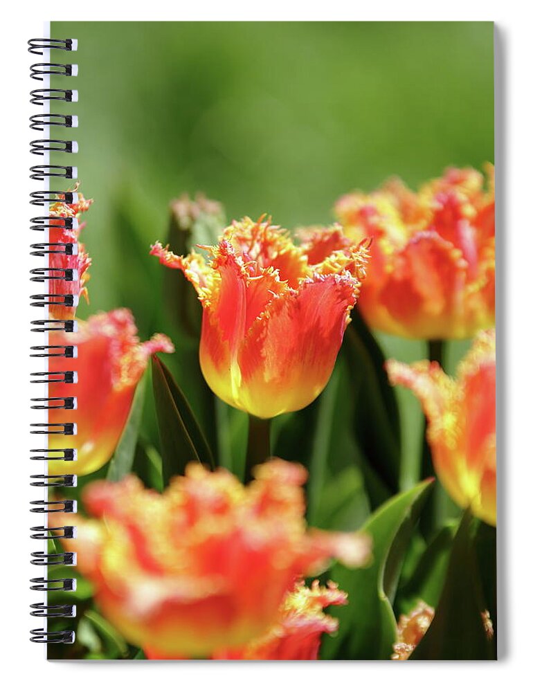 Nature Spiral Notebook featuring the photograph On Fire by Lens Art Photography By Larry Trager