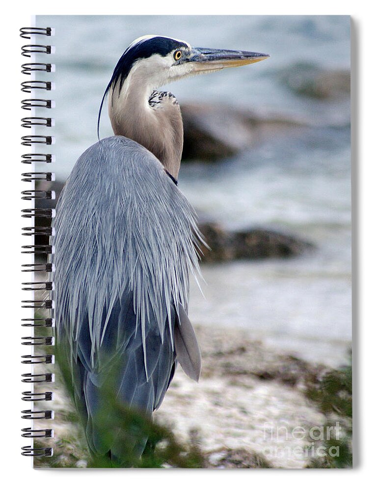 Great Blue Heron Spiral Notebook featuring the photograph On the Beach by Hilda Wagner